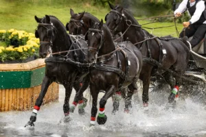 Florida Horse Park Show Results